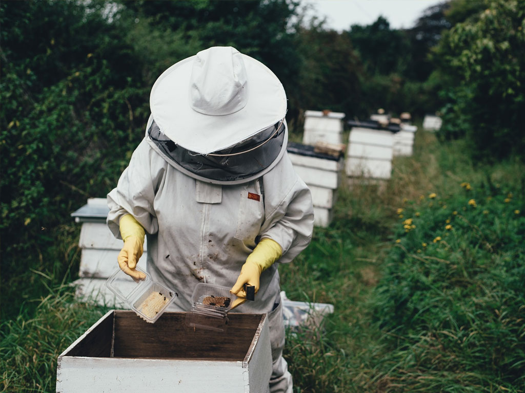 what does propolis look like